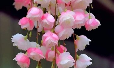 கல்யாண பரிசு  சிறுகதை